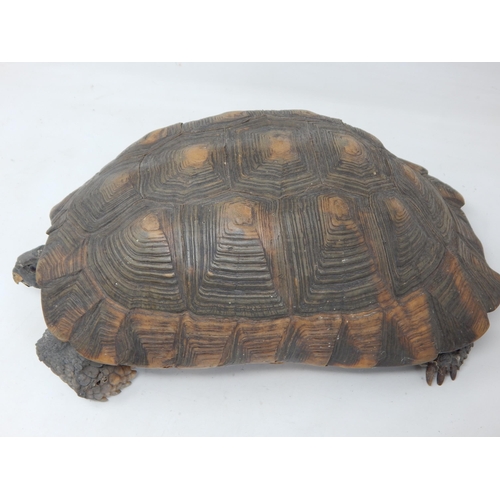 667 - Antique Taxidermy of a Large Tortoise with Glass Eyes: Measuring 30cm