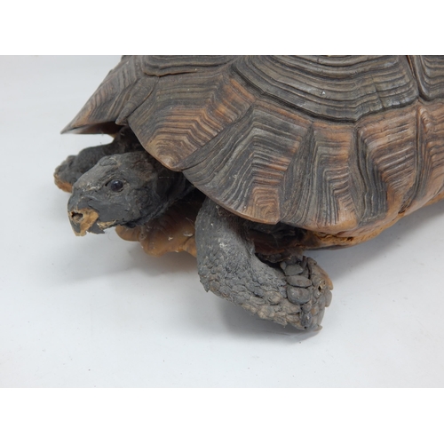 667 - Antique Taxidermy of a Large Tortoise with Glass Eyes: Measuring 30cm