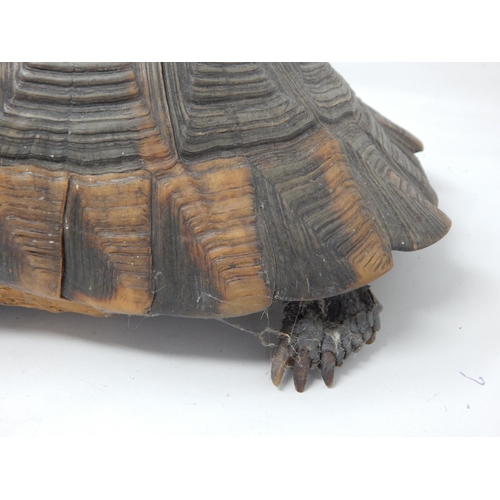 667 - Antique Taxidermy of a Large Tortoise with Glass Eyes: Measuring 30cm