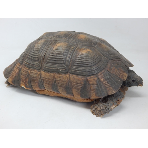 667 - Antique Taxidermy of a Large Tortoise with Glass Eyes: Measuring 30cm