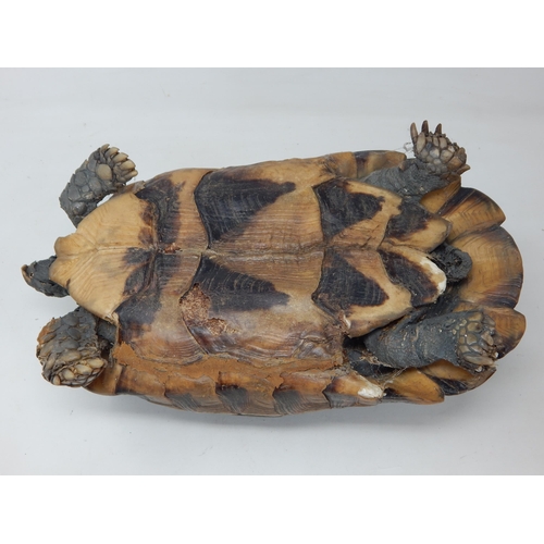 667 - Antique Taxidermy of a Large Tortoise with Glass Eyes: Measuring 30cm