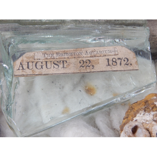 610 - A Victorian Specimen Chest containing trays of fossils, shells & curios.