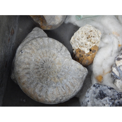 610 - A Victorian Specimen Chest containing trays of fossils, shells & curios.