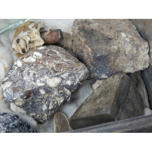 610 - A Victorian Specimen Chest containing trays of fossils, shells & curios.