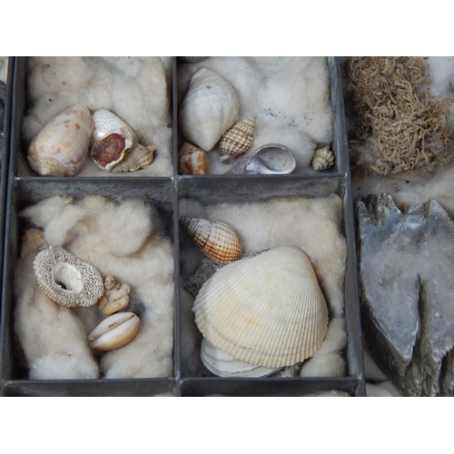 610 - A Victorian Specimen Chest containing trays of fossils, shells & curios.