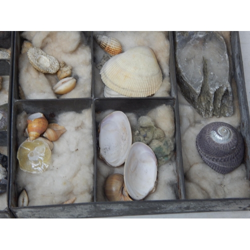 610 - A Victorian Specimen Chest containing trays of fossils, shells & curios.