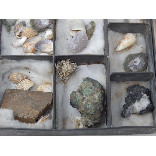 610 - A Victorian Specimen Chest containing trays of fossils, shells & curios.