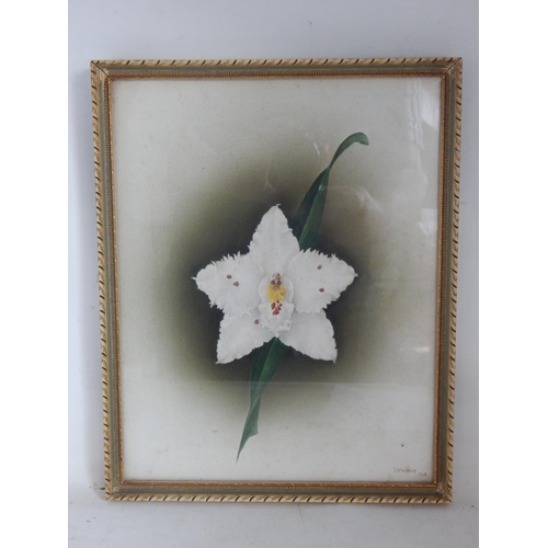 506 - LAMONT: Watercolour of a White Flower Head & Leaf: Signed Lower Right & Dated 1908: Framed & Glazed:... 