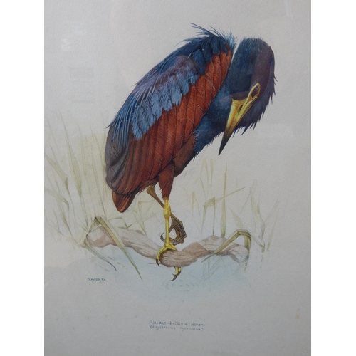 509 - P.R HOBSON: Watercolour of Rufous Bellied Heron: Signed: Framed & Glazed: 59cm x 41cm overall