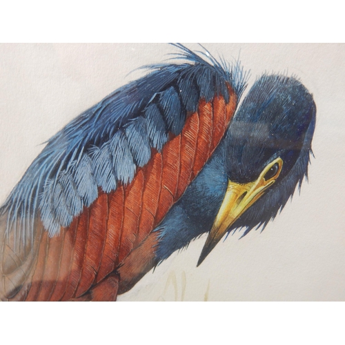 509 - P.R HOBSON: Watercolour of Rufous Bellied Heron: Signed: Framed & Glazed: 59cm x 41cm overall