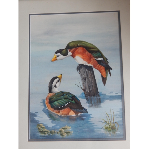 510 - P.R HOBSON: Study of Two Birds: Signed Lower Left: Framed & Glazed: 50cm x 38cm overall