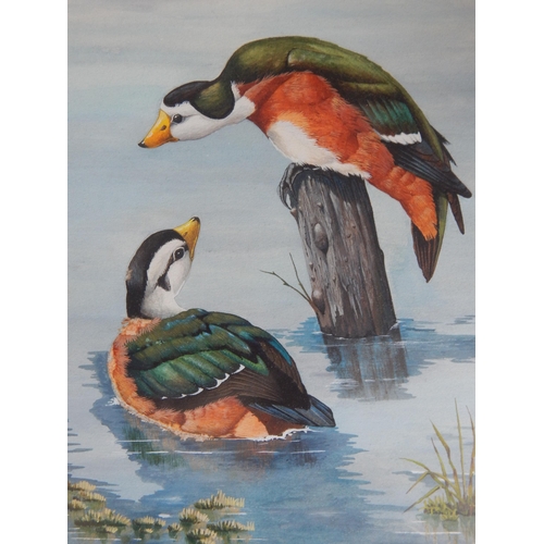 510 - P.R HOBSON: Study of Two Birds: Signed Lower Left: Framed & Glazed: 50cm x 38cm overall