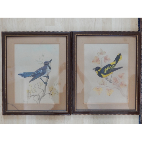 512 - A Pair of C19th Watercolours of Birds Overlaid with Real Feathers: Framed & Glazed: 56cm x 46cm over... 