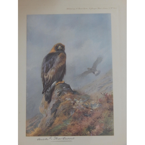 546 - Archibald Thorburn (1860-1935) Four Signed Prints of Birds: Framed & Glazed: Measuring 44cm x 36cm o... 