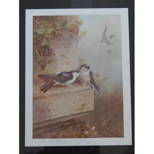 546 - Archibald Thorburn (1860-1935) Four Signed Prints of Birds: Framed & Glazed: Measuring 44cm x 36cm o... 