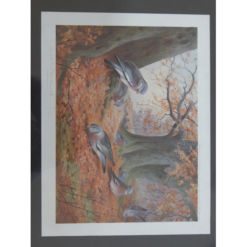 546 - Archibald Thorburn (1860-1935) Four Signed Prints of Birds: Framed & Glazed: Measuring 44cm x 36cm o... 