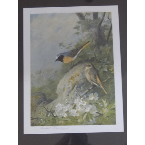 546 - Archibald Thorburn (1860-1935) Four Signed Prints of Birds: Framed & Glazed: Measuring 44cm x 36cm o... 