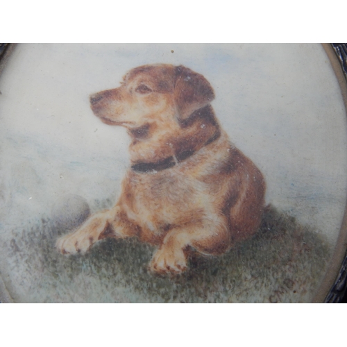 258 - 19th Century Miniature Painting of a Dog, Signed C.M.B, in Original Frame & Contained within a Perio... 