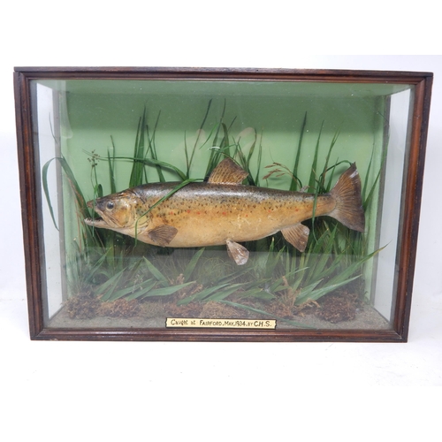 366 - Taxidermy of a Trout in Realistic Setting in Glass Case: Labelled 