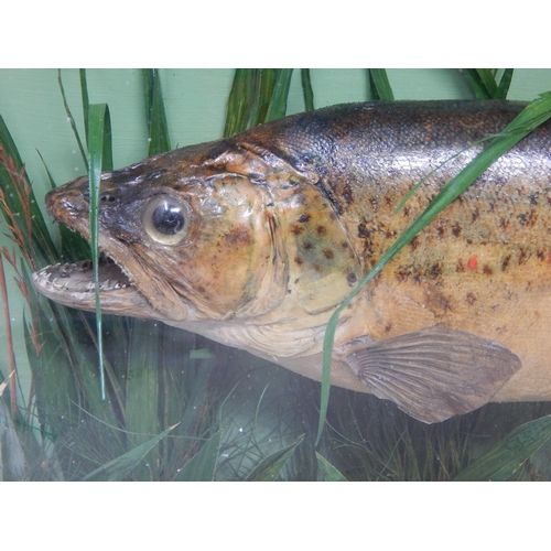 366 - Taxidermy of a Trout in Realistic Setting in Glass Case: Labelled 