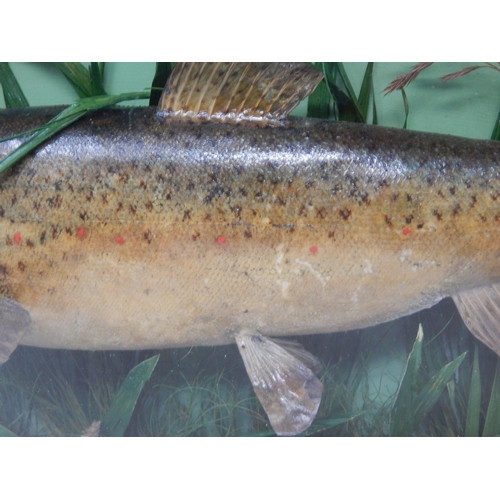 366 - Taxidermy of a Trout in Realistic Setting in Glass Case: Labelled 