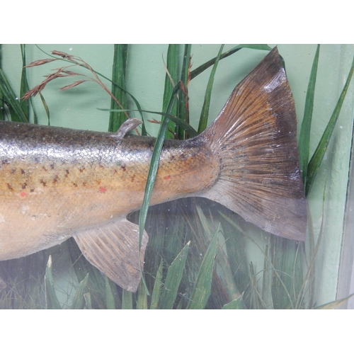 366 - Taxidermy of a Trout in Realistic Setting in Glass Case: Labelled 