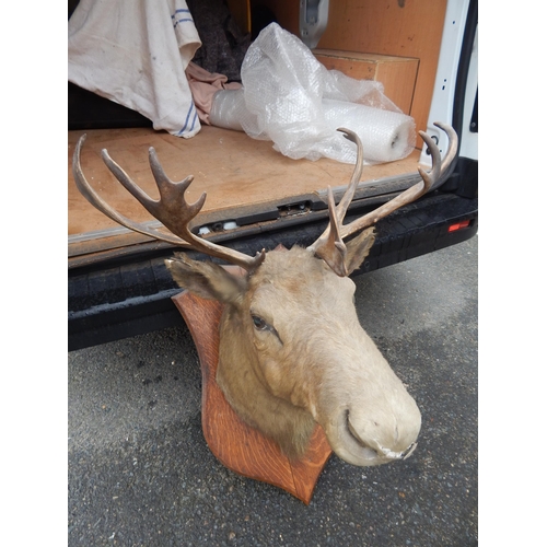 434 - Antique Moose Head with Antlers & Glass Eyes on Wooden Shield Shaped Back. A/F