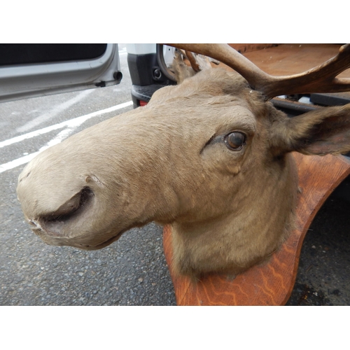 434 - Antique Moose Head with Antlers & Glass Eyes on Wooden Shield Shaped Back. A/F