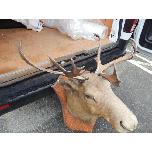 434 - Antique Moose Head with Antlers & Glass Eyes on Wooden Shield Shaped Back. A/F