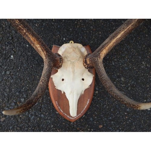 435 - Set of Stags Antlers on Wooden Shield Shaped Back