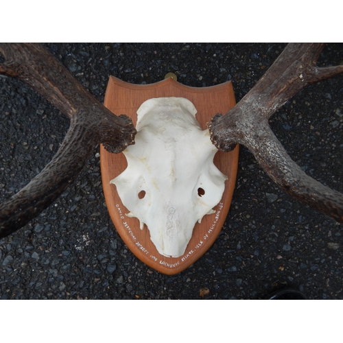 436 - Set of Stags Antlers on Wooden Shield Shaped Back