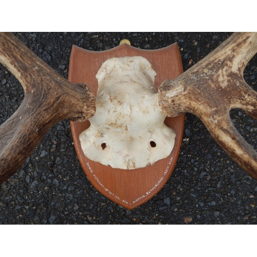 437 - Set of Stags Antlers on Wooden Shield Shaped Back