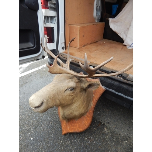 434 - Antique Moose Head with Antlers & Glass Eyes on Wooden Shield Shaped Back. A/F