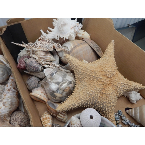 488 - 2 x Large Boxes of Assorted Shells