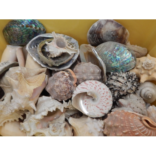 489 - 2 x Large Boxes of Assorted Shells