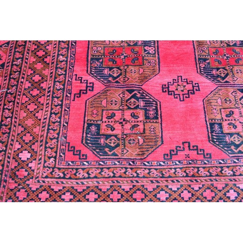 427 - An Afghan Woollen Carpet with four rows of guls upon a red ground within multiple borders, 540 x 347... 