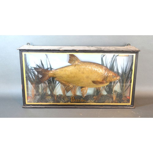 247 - A taxidermy model of a Bream within glazed case, bearing label dated 1899, 59cms wide, 12cms deep, 3... 