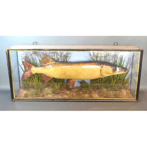 248 - A taxidermy model of a Pike within glazed case, 89cms wide, 17cms deep, 37cms high