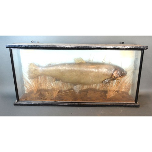 249 - A Taxidermy model of a Rainbow Trout within glazed case, dated 1975, bearing late S.T. Strath, 87cms... 