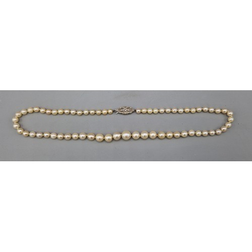 103 - A graduated pearl necklace with white metal diamond set clasp, 49cms long