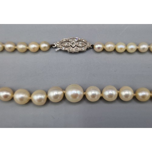 103 - A graduated pearl necklace with white metal diamond set clasp, 49cms long