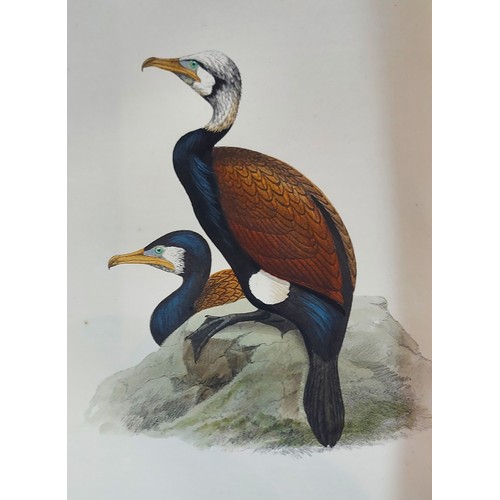 83 - British Birds and Their Eggs by H. L. Meyer published by George Willis, Plazza, Covent Garden and da... 