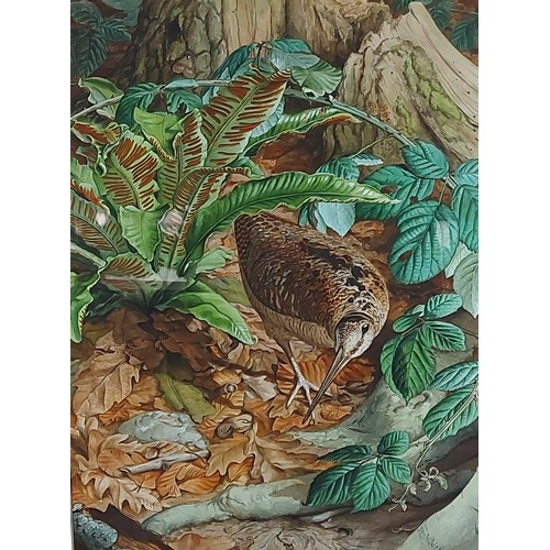 76 - John Wilkinson, study of a Woodcock amongst foliage, watercolour signed, 50cms x 37cms