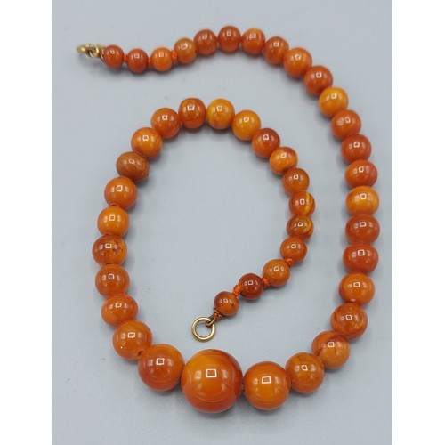 137 - An Amber graduated bead necklace, 20gms