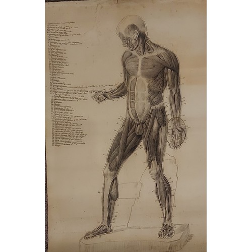 86 - Raymond Osbourne, a group of four pencil drawings of classical males to include one anatomy drawing,... 