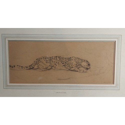 35 - John Macallan Swan, crouching leopard, pencil drawing, signed, 18cms by 45cms