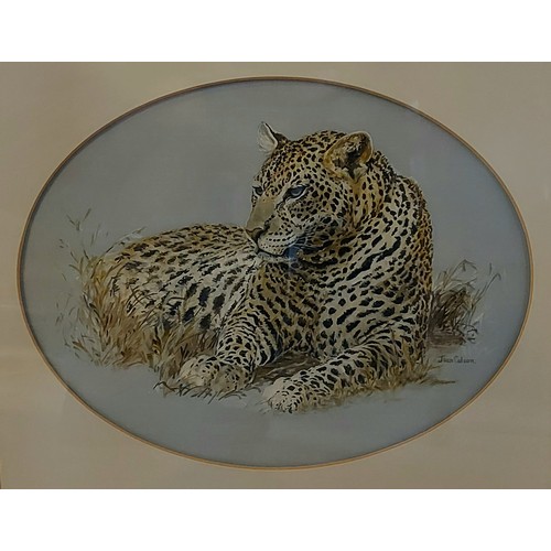 107 - Jean Colson, study of a leopard, watercolour signed, in oval mount, 27cms x 34cms