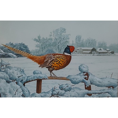 60 - Stephen Gayford 'Study of a Pheasant within a Winter Landscape' watercolour, 31 x 46 cms