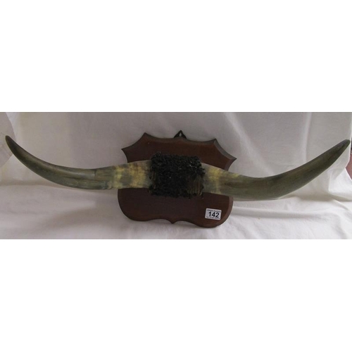 142 - Mounted buffalo horns