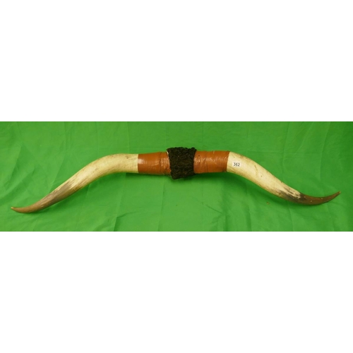 362 - Very large set of bovine horns - Approx L: 157cm